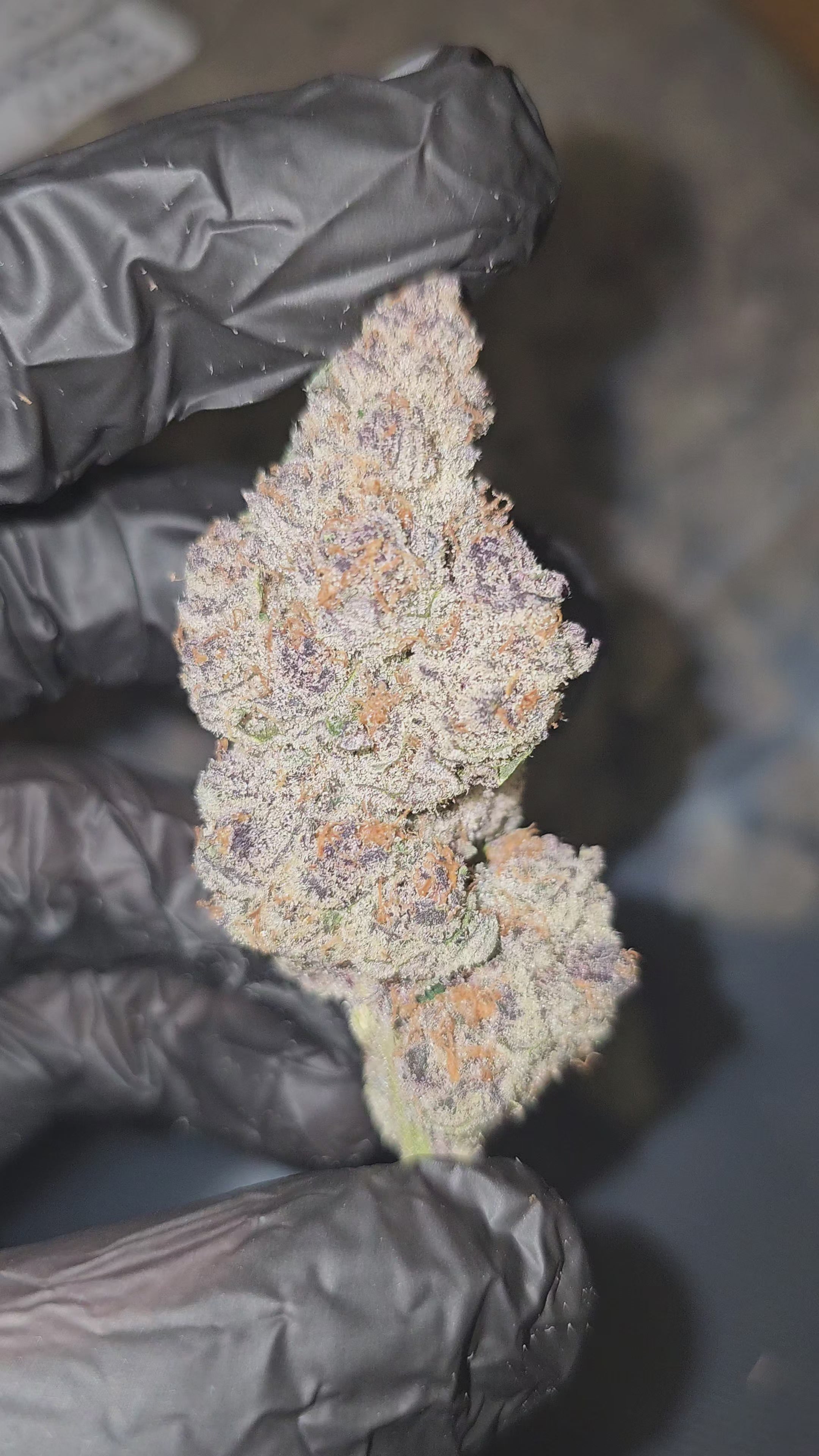 Cherry Poppers | First Cut Exotics | 35% | Flower