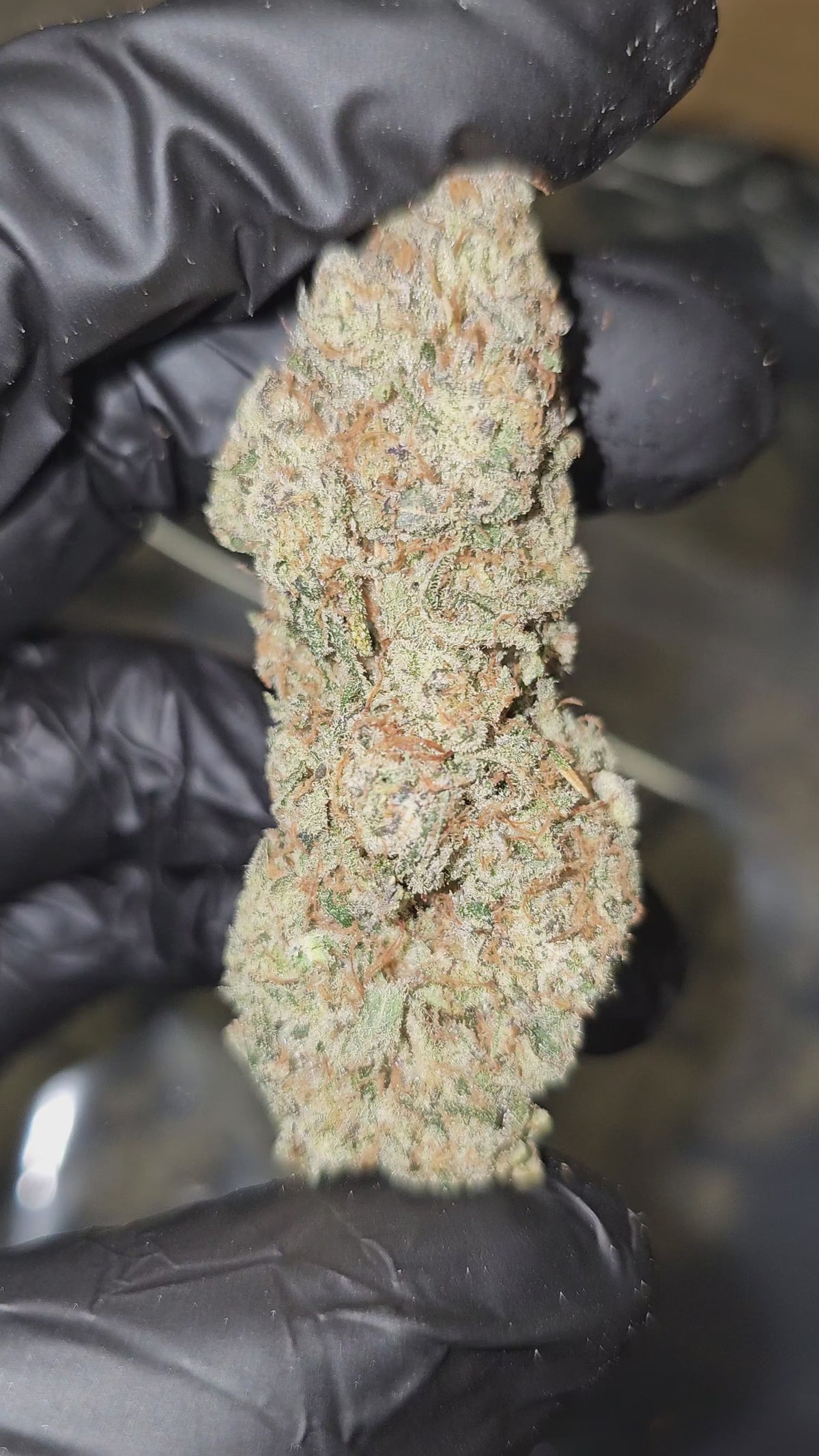 Zkittles Cake | Boutique Exotics Flower | 35%