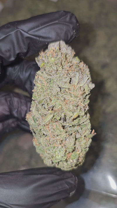 Blue Dream | Boutique Exotics | Flower