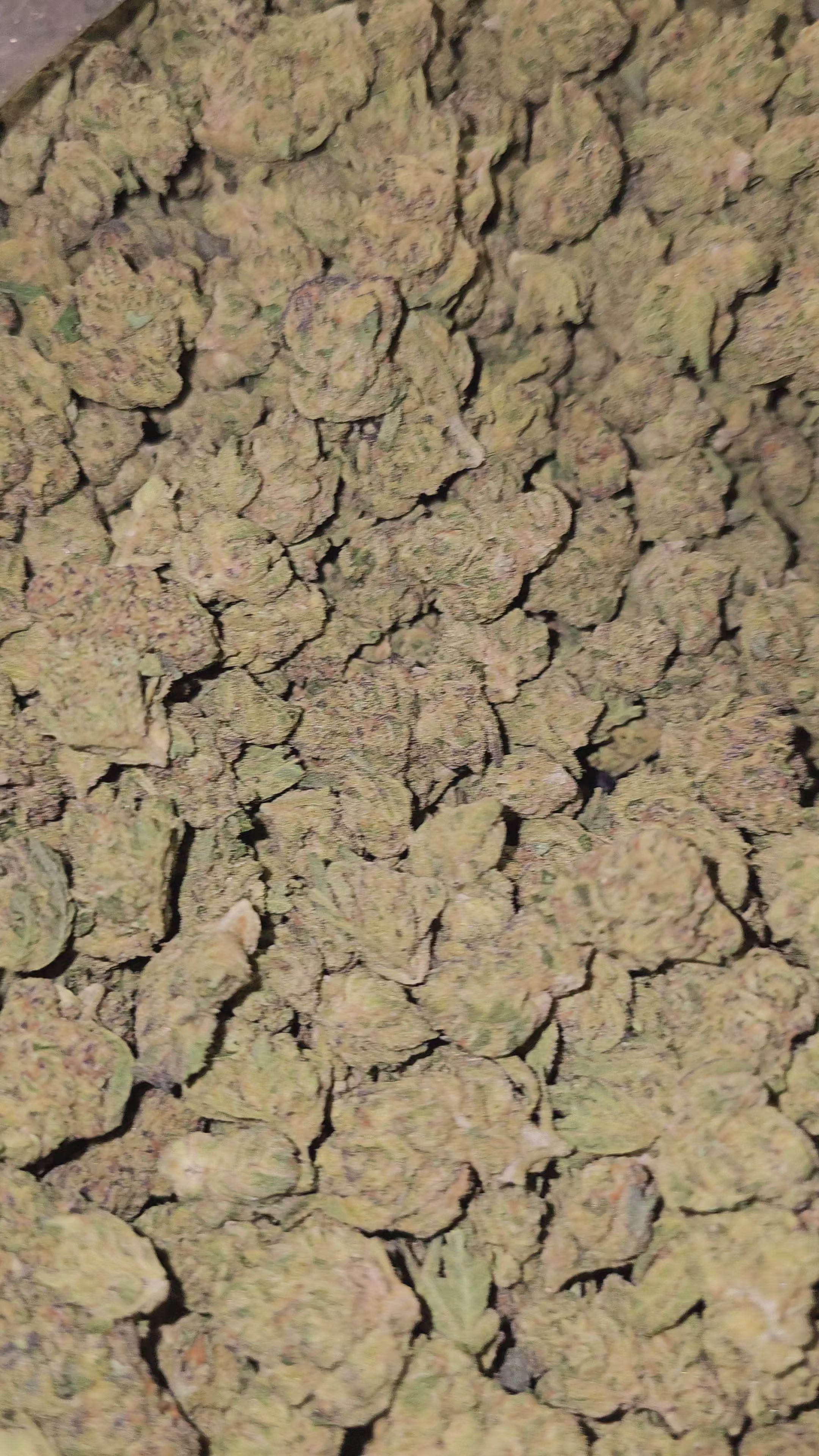 Yellow Diamonds | Top Shelf | 29% | Flower | On Sale
