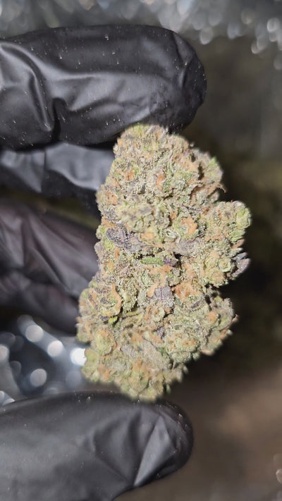 Purple Dream | Boutique Exotics | Flower