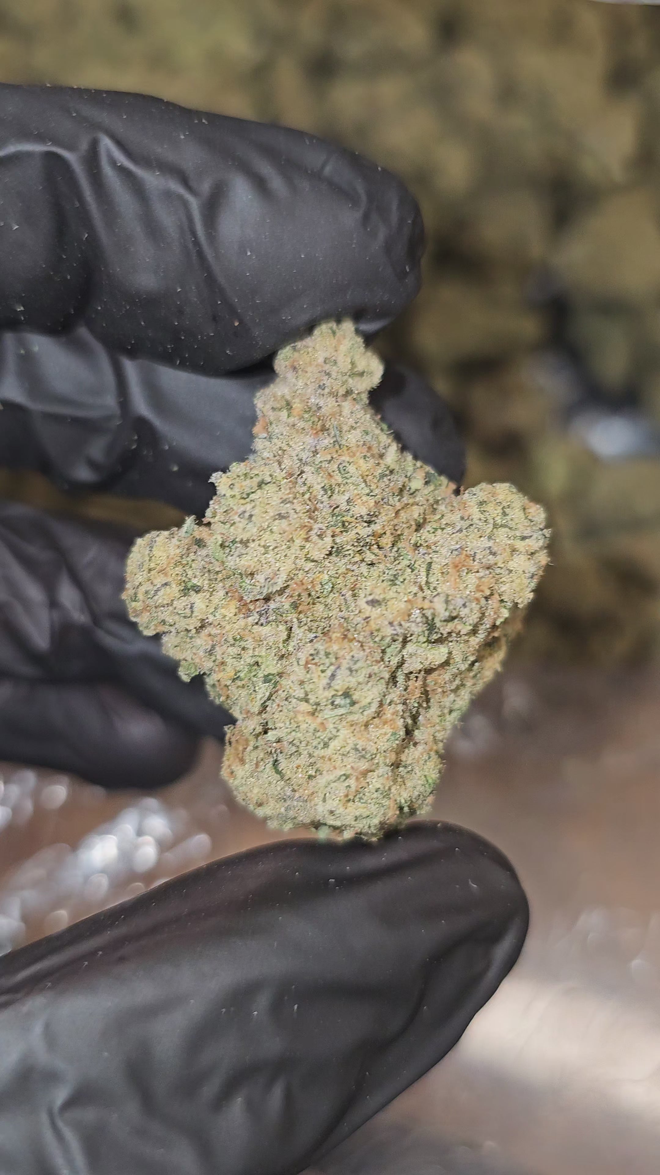 Load video: White Widow | Top Shelf | Flower