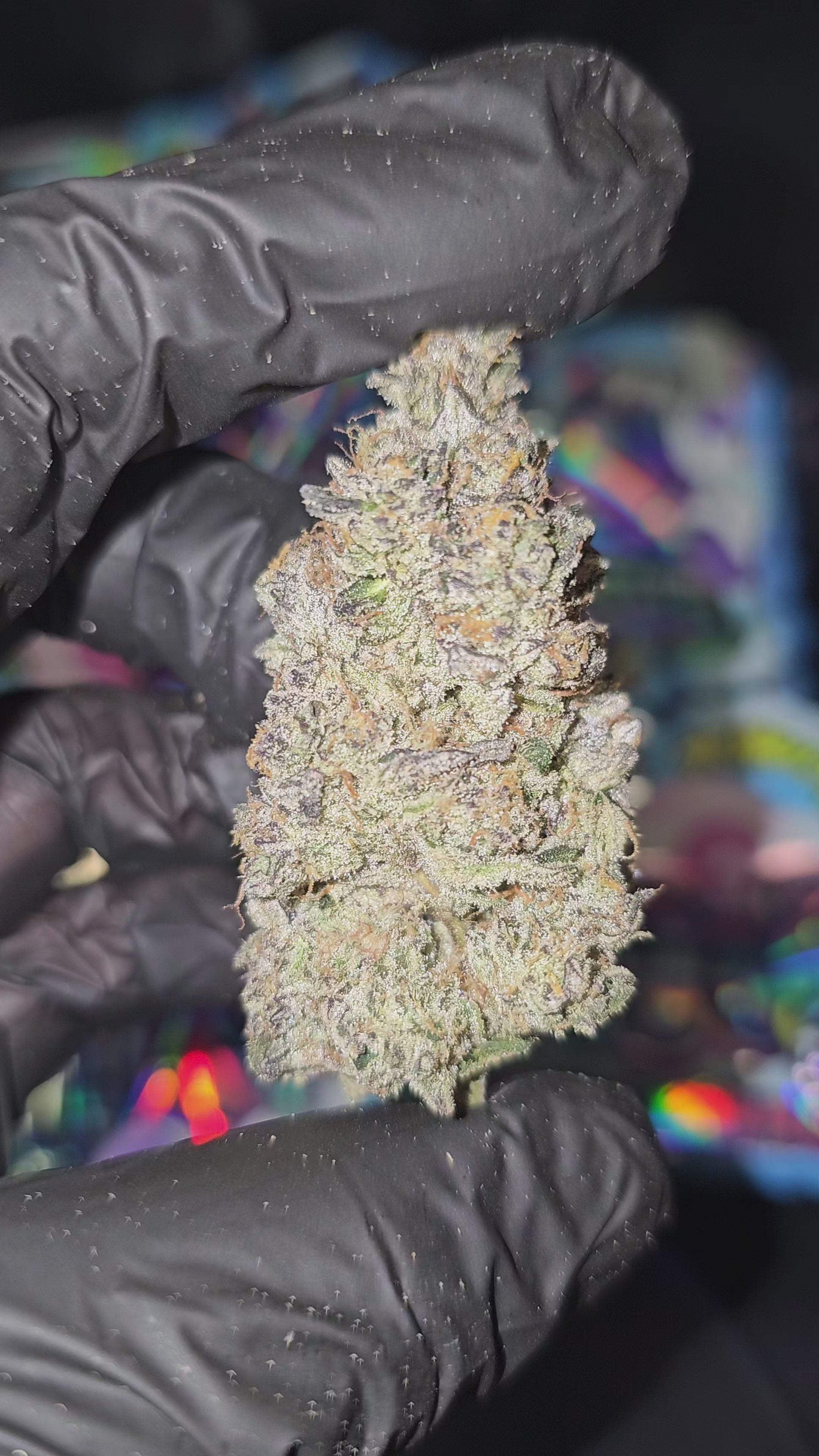 Load video: Frozen Mochi | 3.5g Cali Pack | First Cut Exclusive | Flower