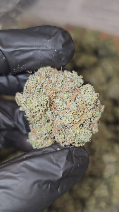 Mimosa | Top Tier | Flower