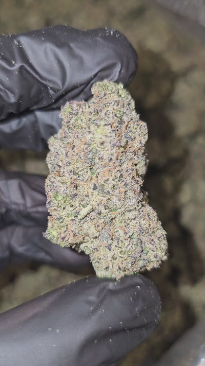 Blueberry Soda | First Cut Exotics | Flower