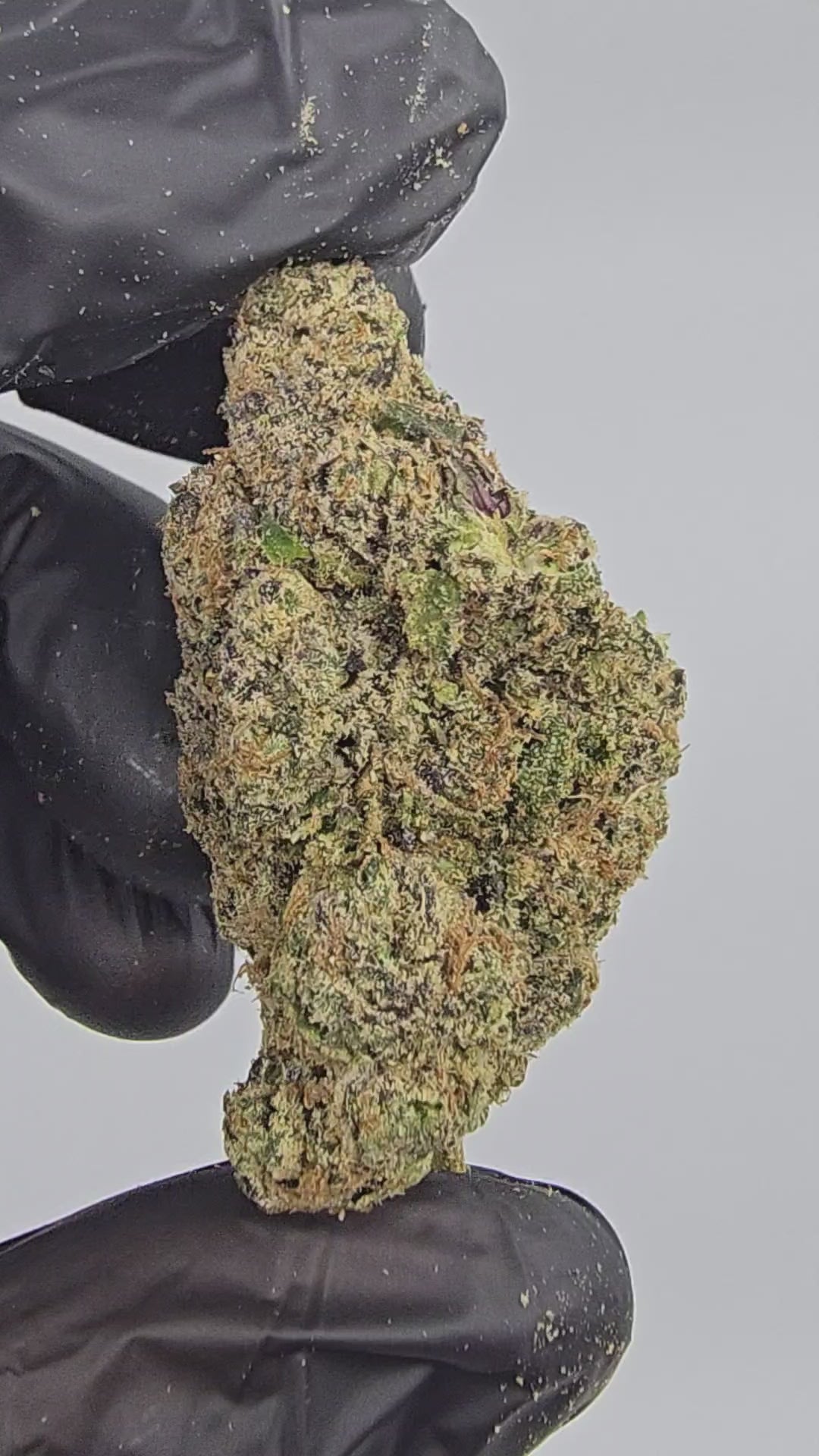 Load video: Candy Land | First Cut Exotics | Flower