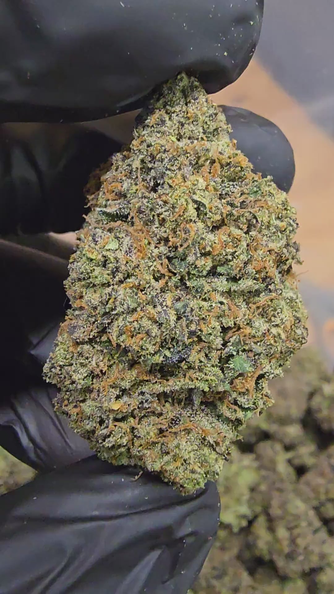 Load video: Pacific Drizzle | Boutique Tier | Flower