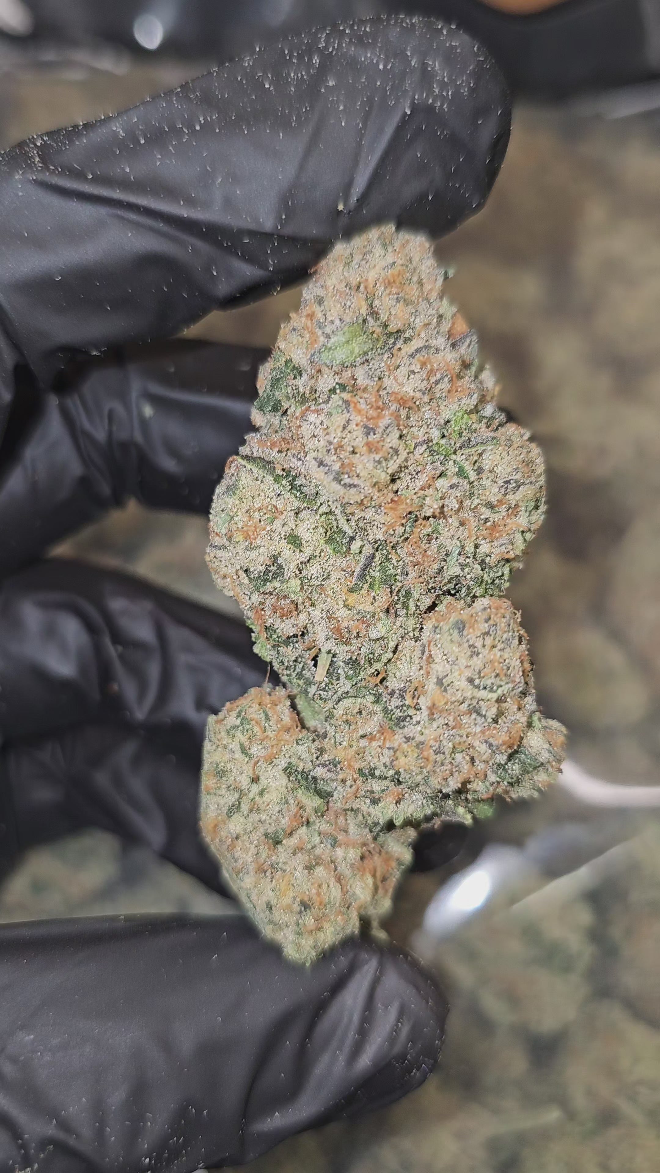 Frog Poison | First Cut Exotics | Flower | 7 Gram Packs