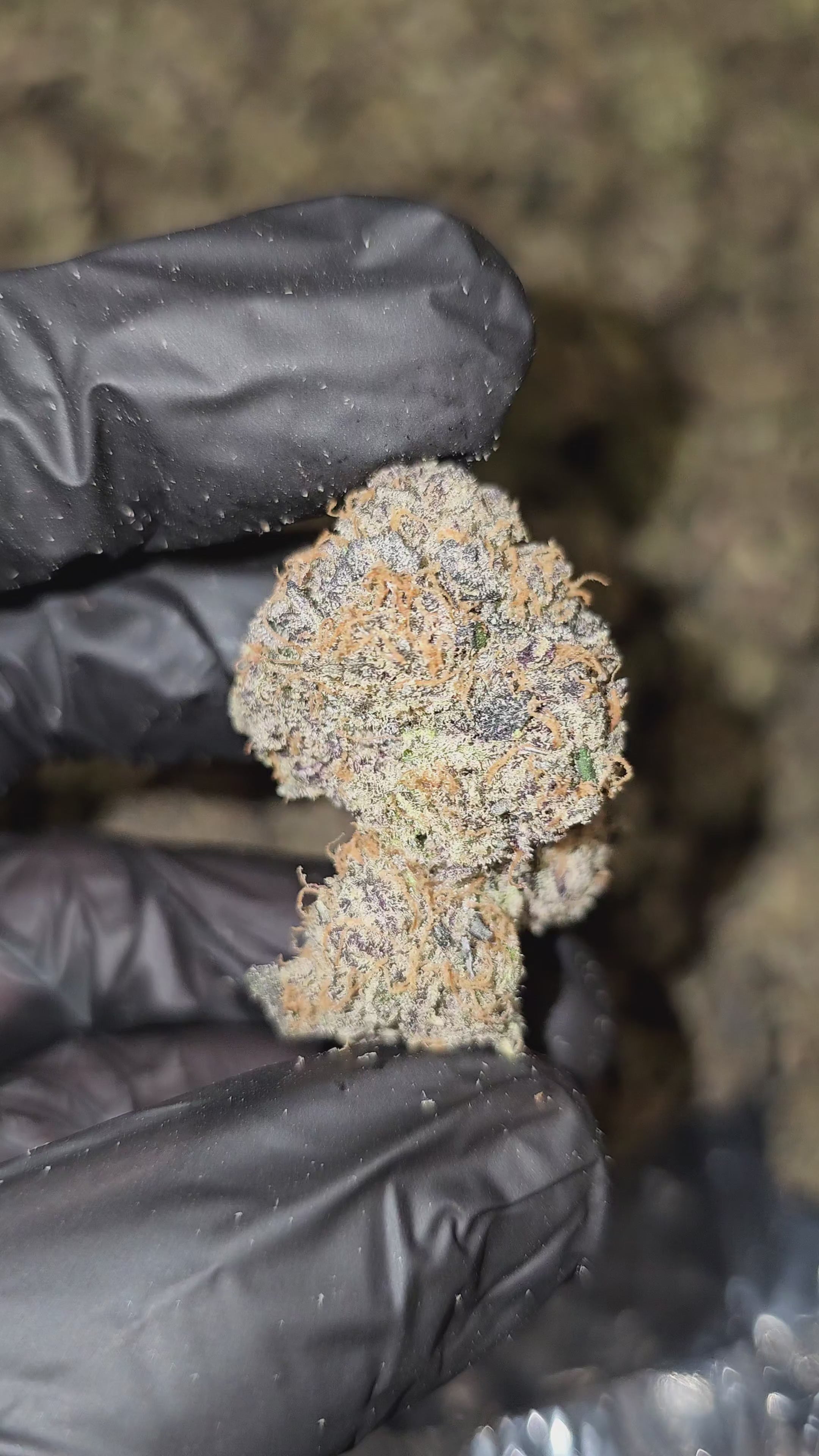 Top Notch | First Cut Exotics | Flower
