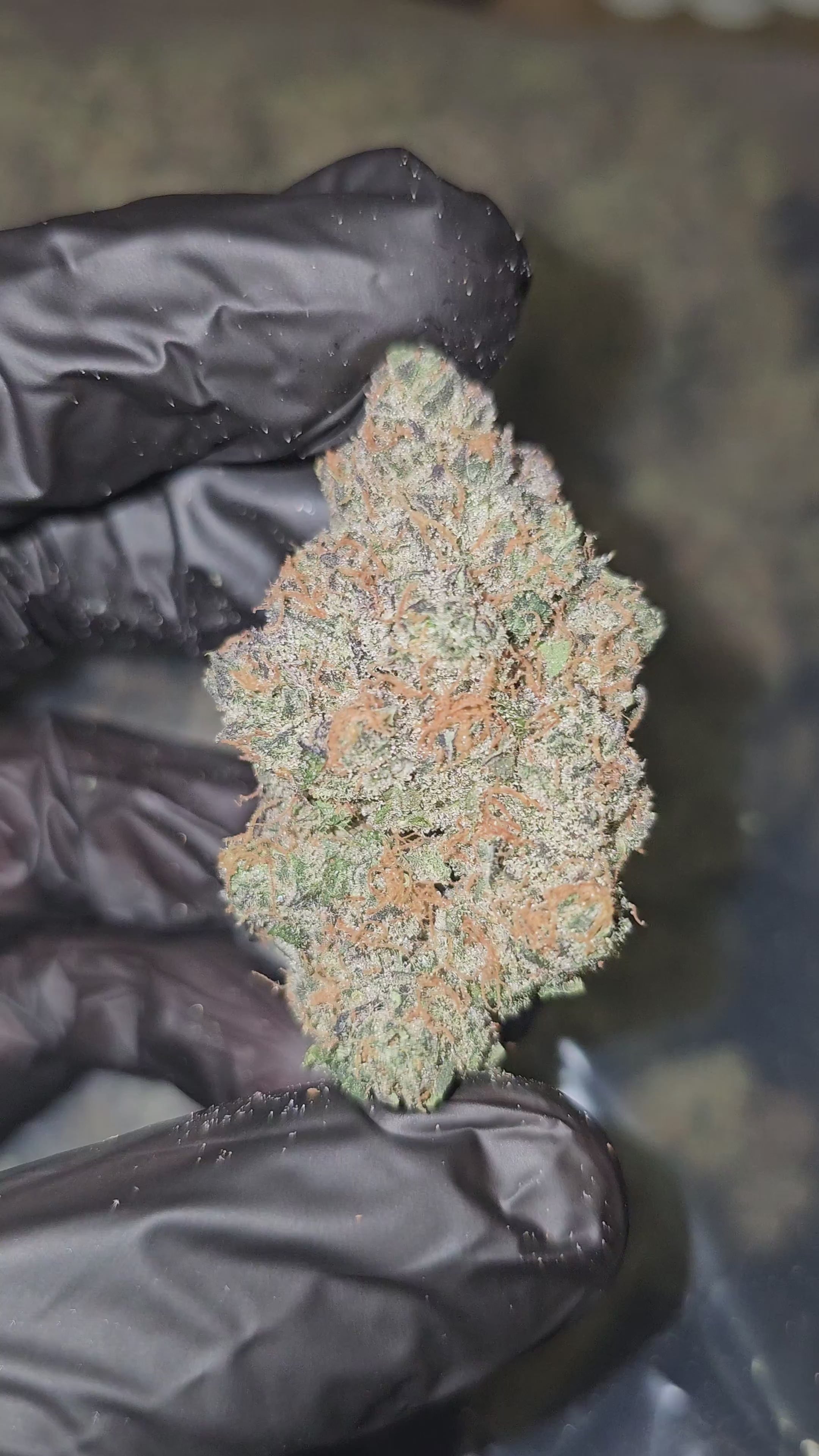 Blue Dream x Masalda | Boutique Exotics | Flower