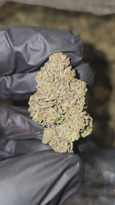 Zero Gravity | Top Shelf | Flower | On Sale