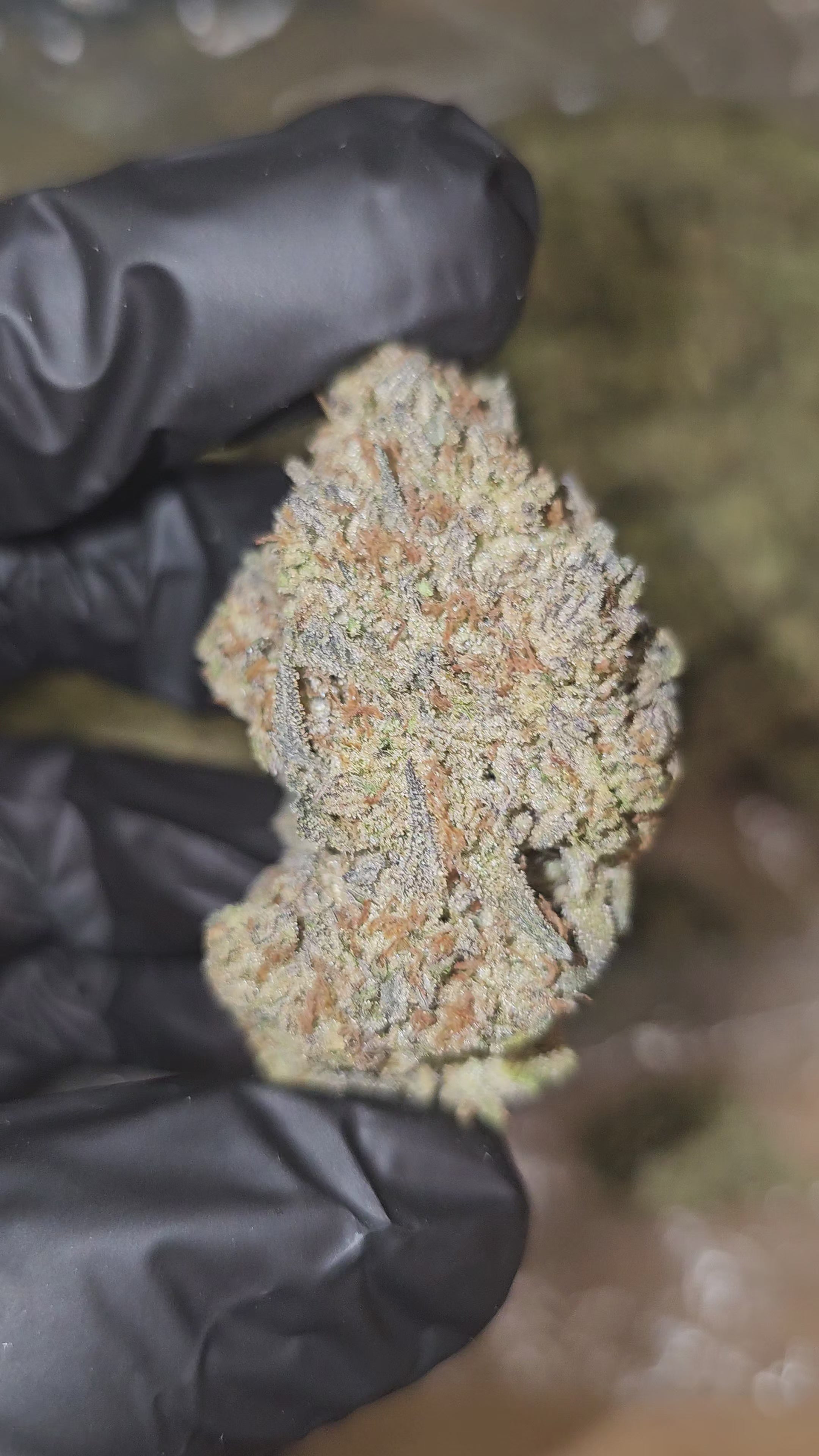 Load video: Grimace | Top Shelf | Flower