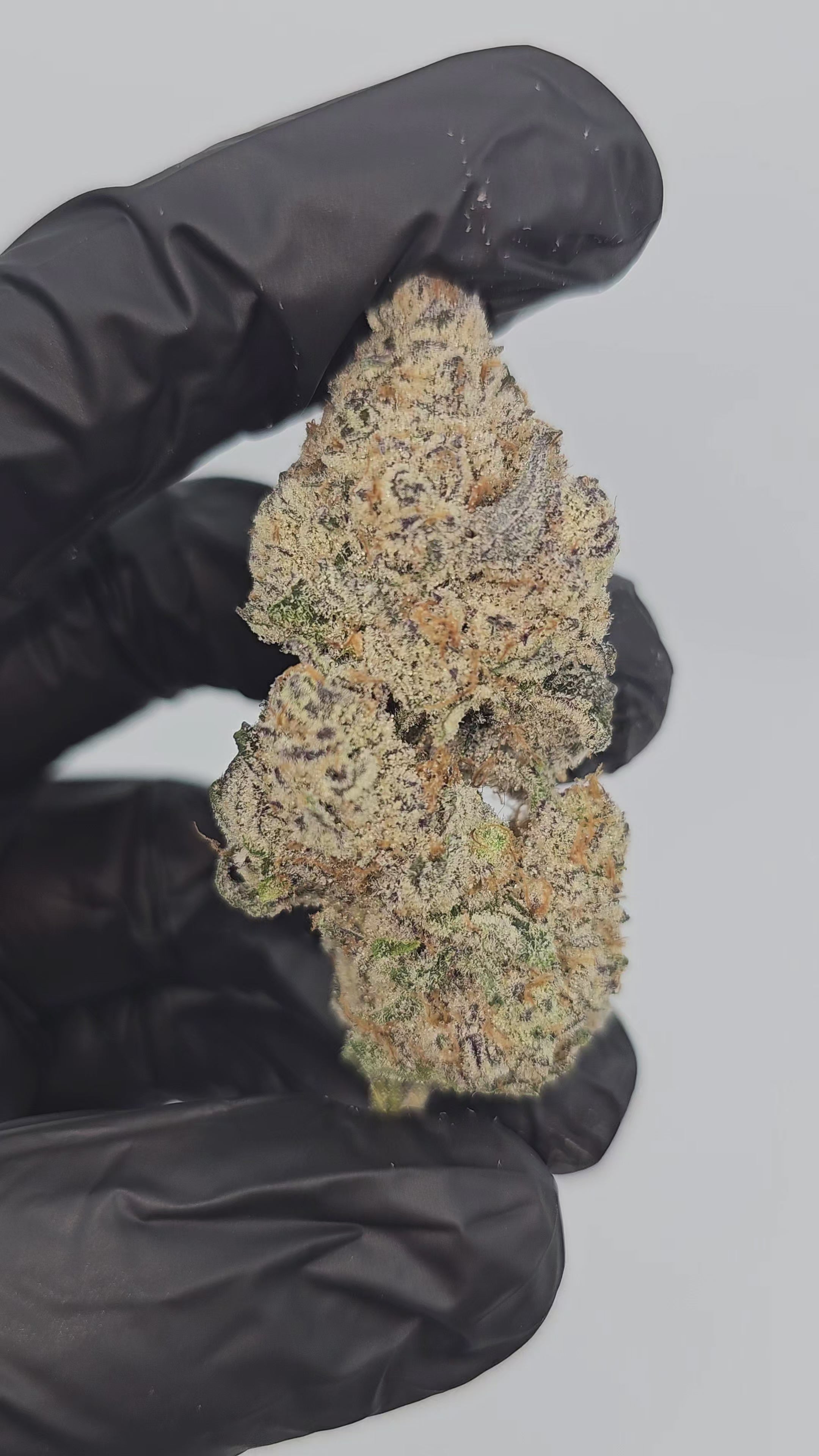 White Cherry x Halle Berry | First Cut Exotics | Flower | 36.30%