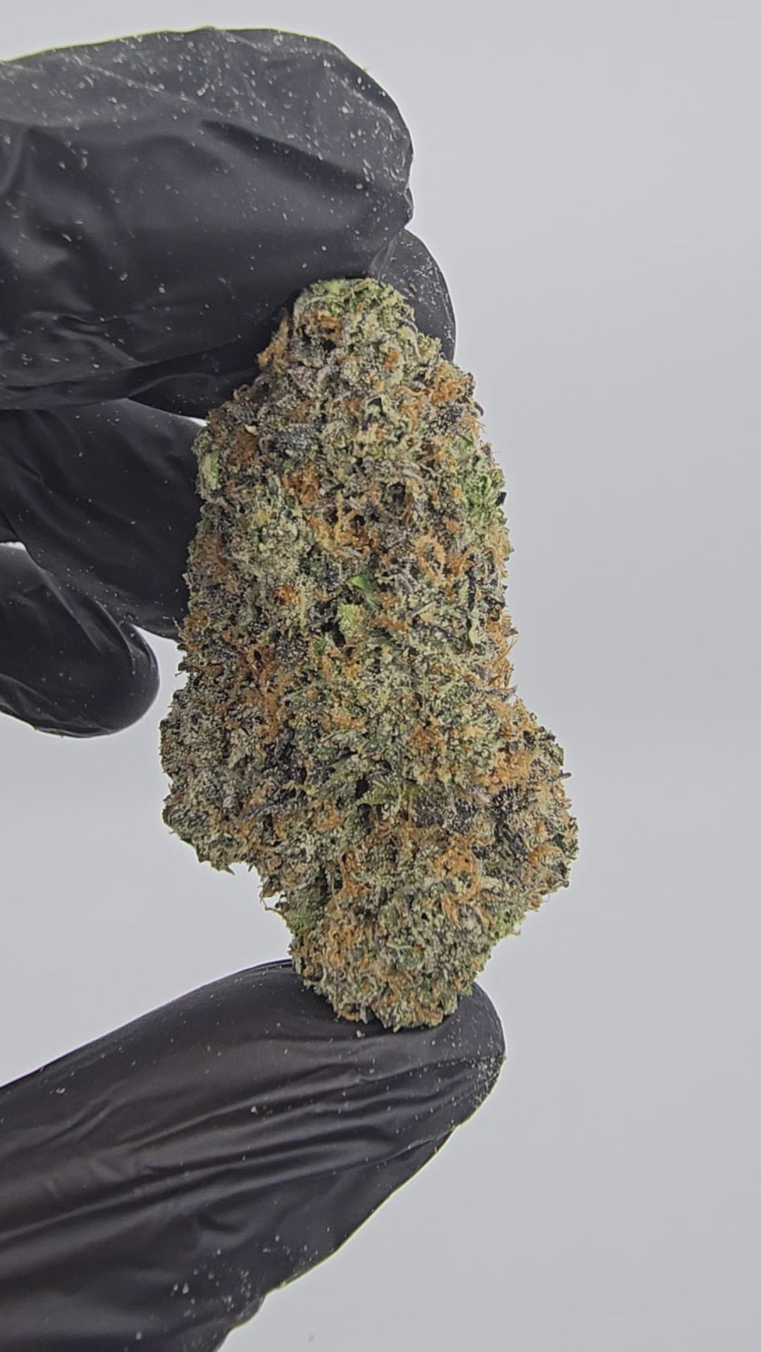 Load video: Lemon Cherry Gelato | Boutique Tier | Flower