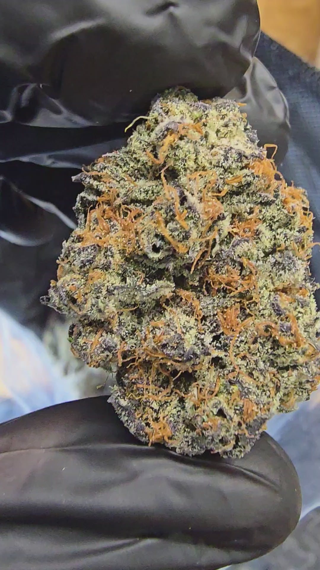 Load video: Gastro Pop | 3.5g Cali Pack | First Cut Exotics | Flower