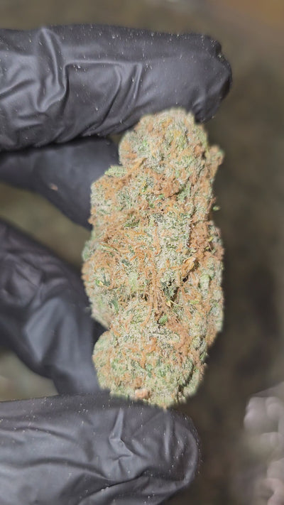 Jack Frosty | Boutique Exotics | Flower | 30.56% | On Sale - Members Only