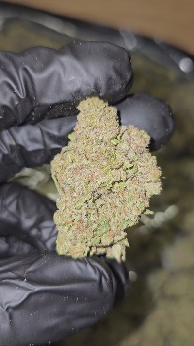 Pack Mule | Top Shelf Flower | On Sale