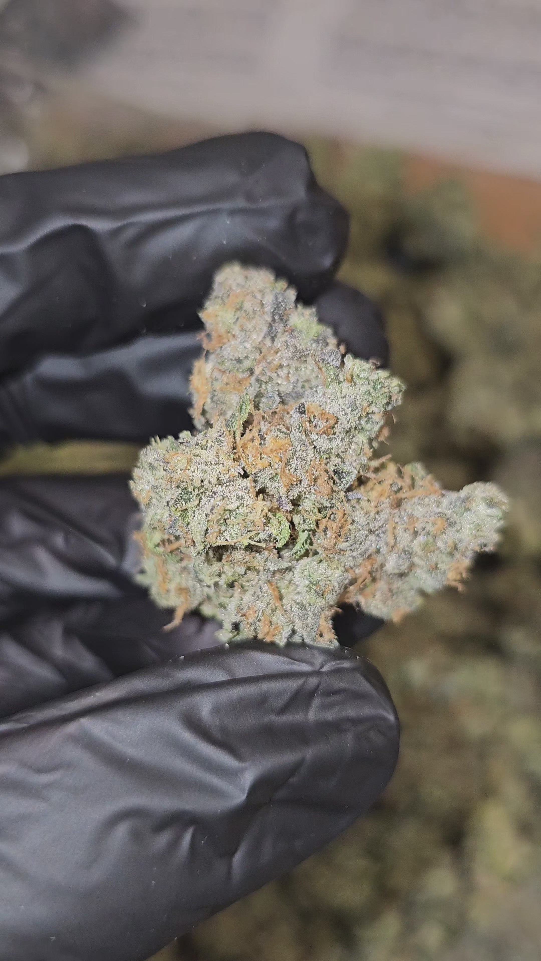 Load video: Mimosa | Top Tier | Flower