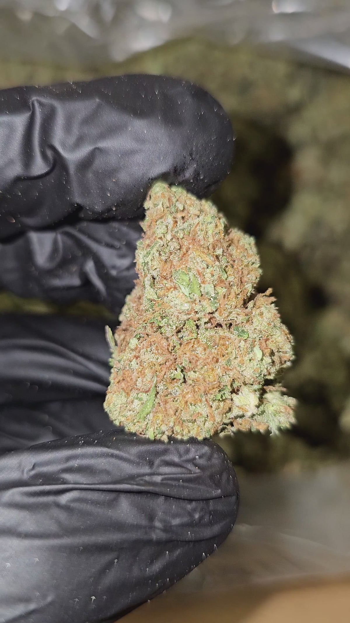 Red Congo | Top Shelf Flower | On Sale