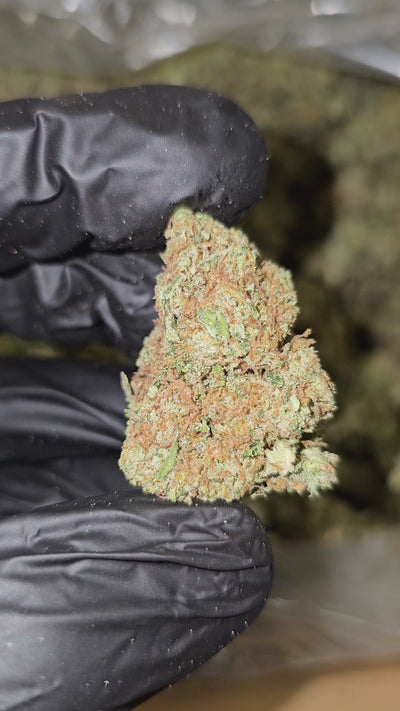 Red Congo | Top Shelf Flower | On Sale