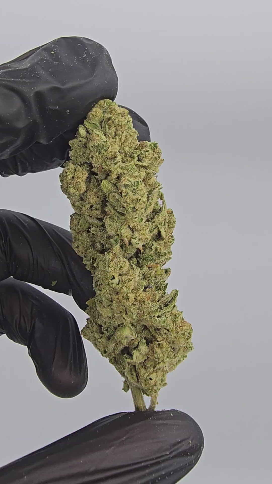 Load video: Rainbow Ruffle | Top Shelf | Flower | ON SALE