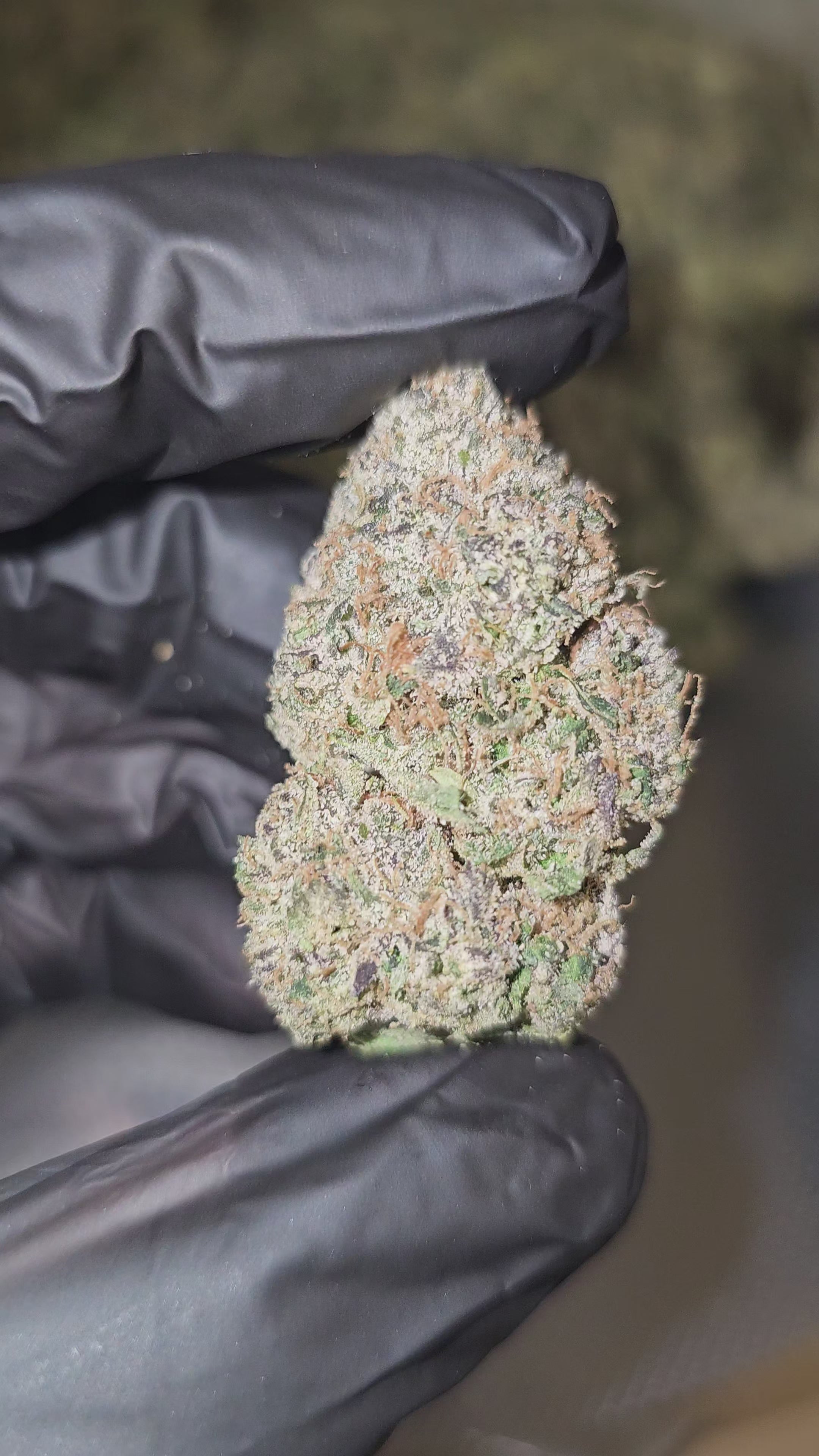 Brain Wash | Boutique Exotics | 32% | Flower | On Sale