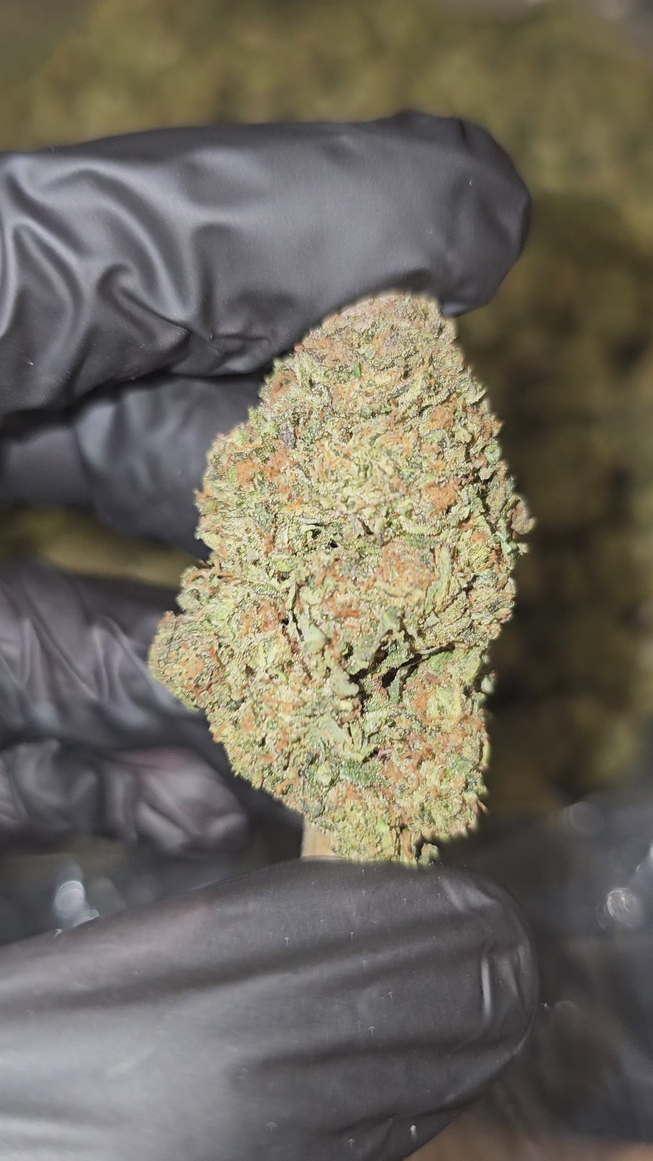 Load video: Red Bread | Top Shelf | Flower | On Sale