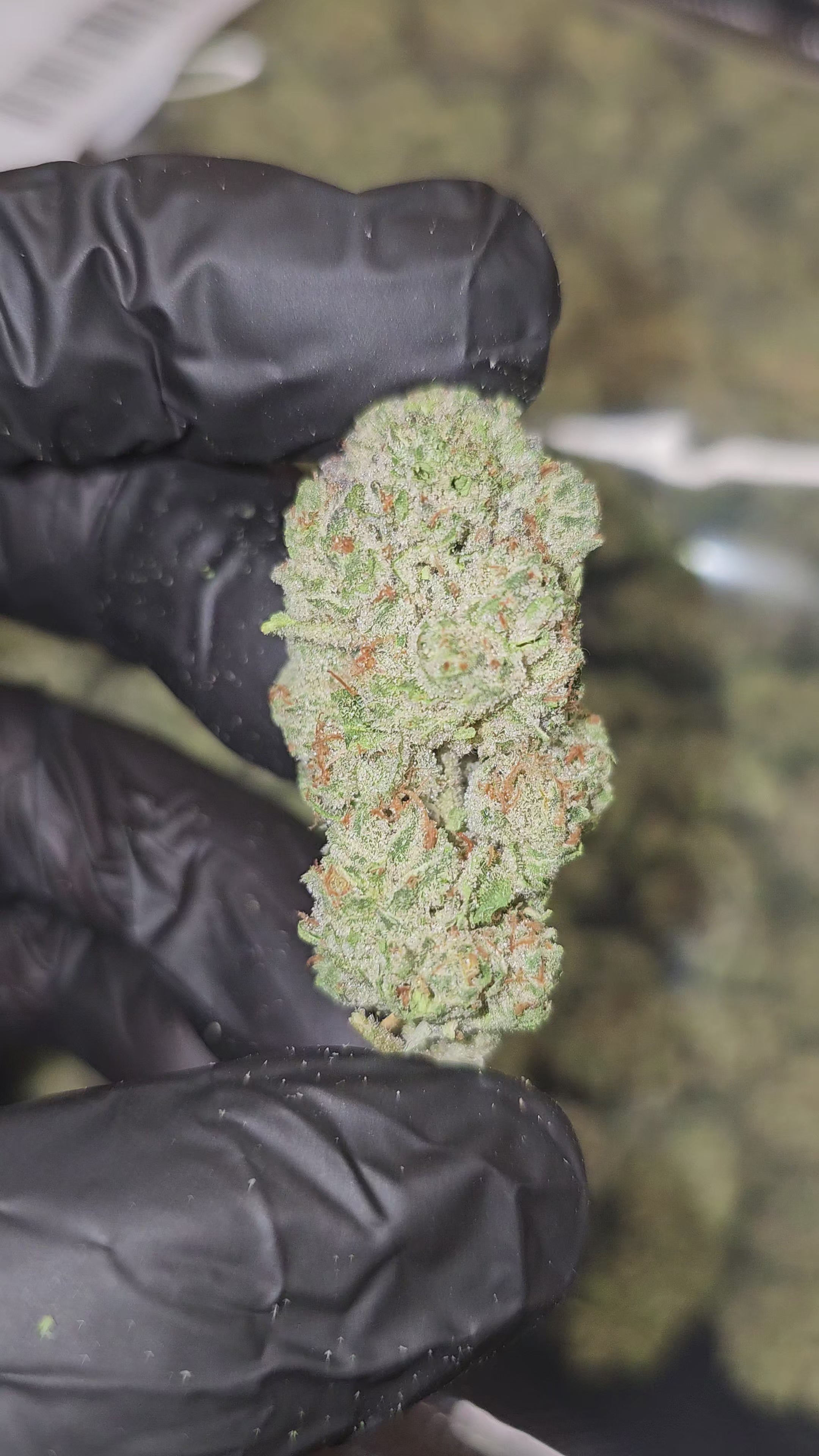 Twisted Oreoz | Top Shelf | Flower