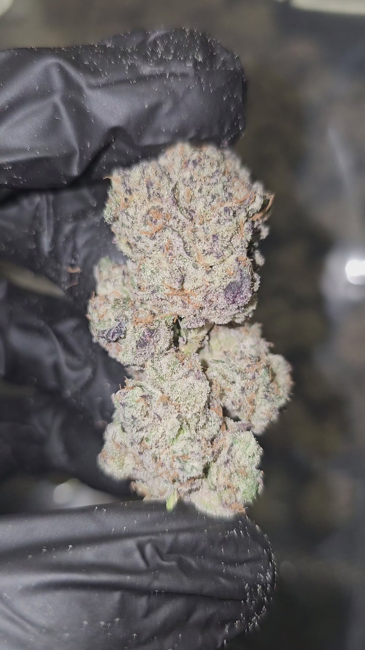 Garlic Icing | First Cut Exotics | 32% Flower