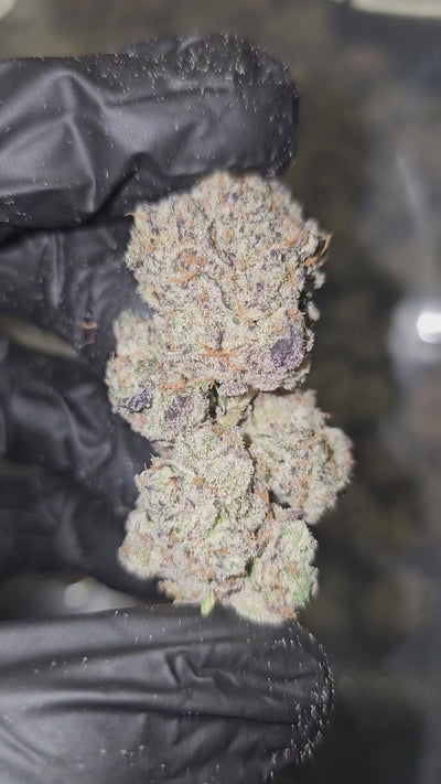 Garlic Icing | First Cut Exotics | 32% Flower