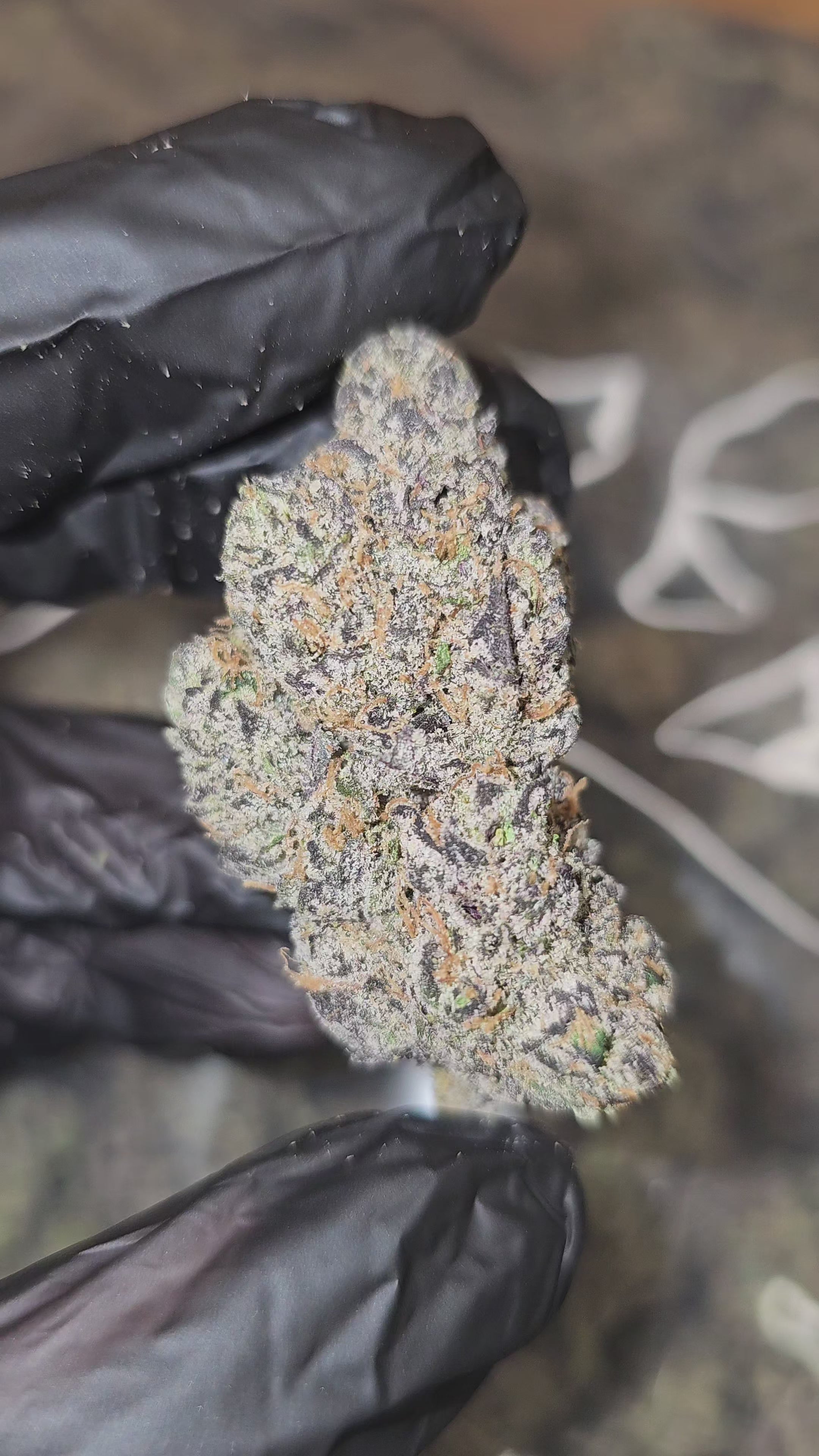 Super Runtz | First Cut Exclusive | Flower | 7g Packs