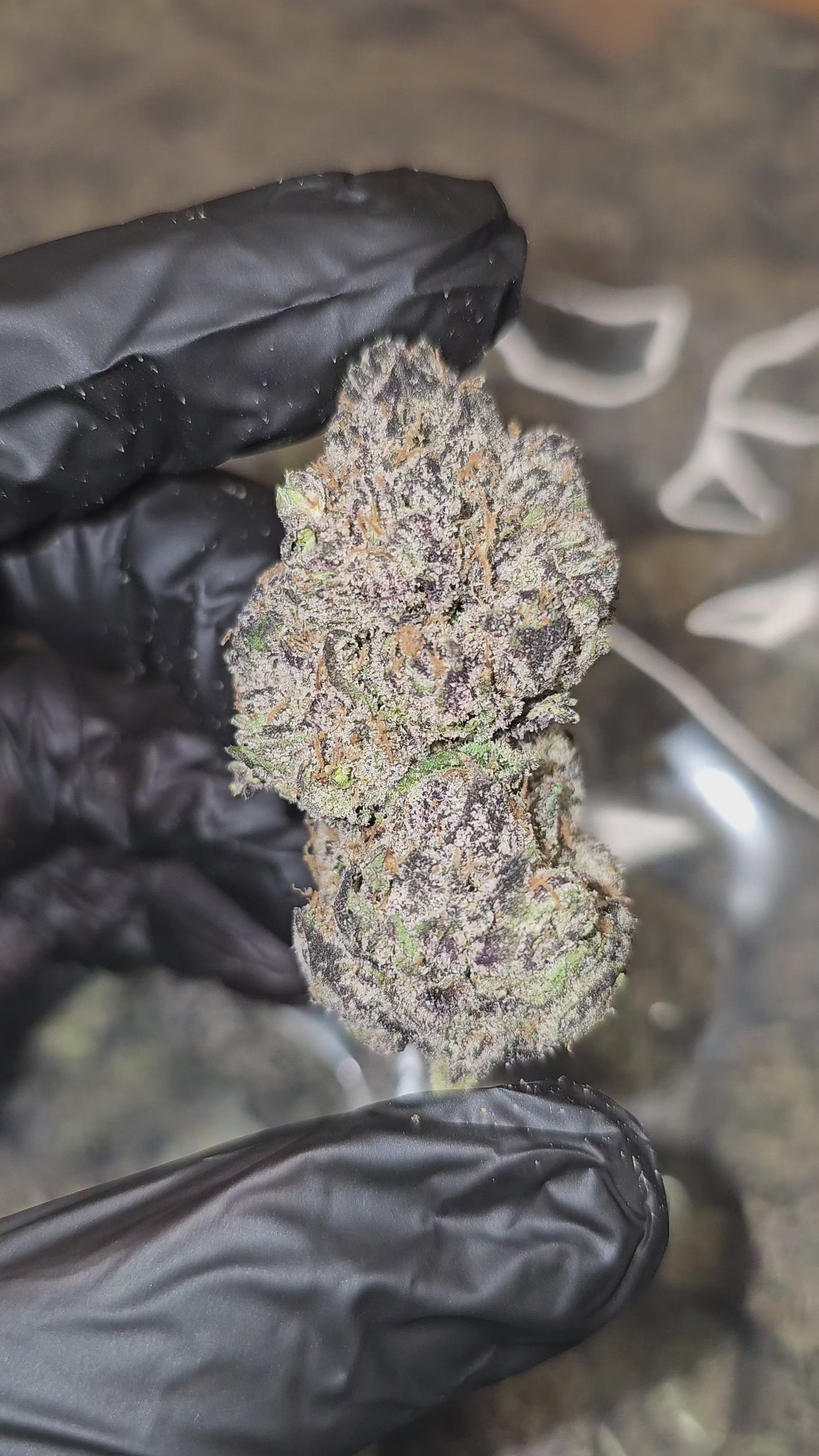 Super Runtz | First Cut Exclusive | Flower | 7g Packs