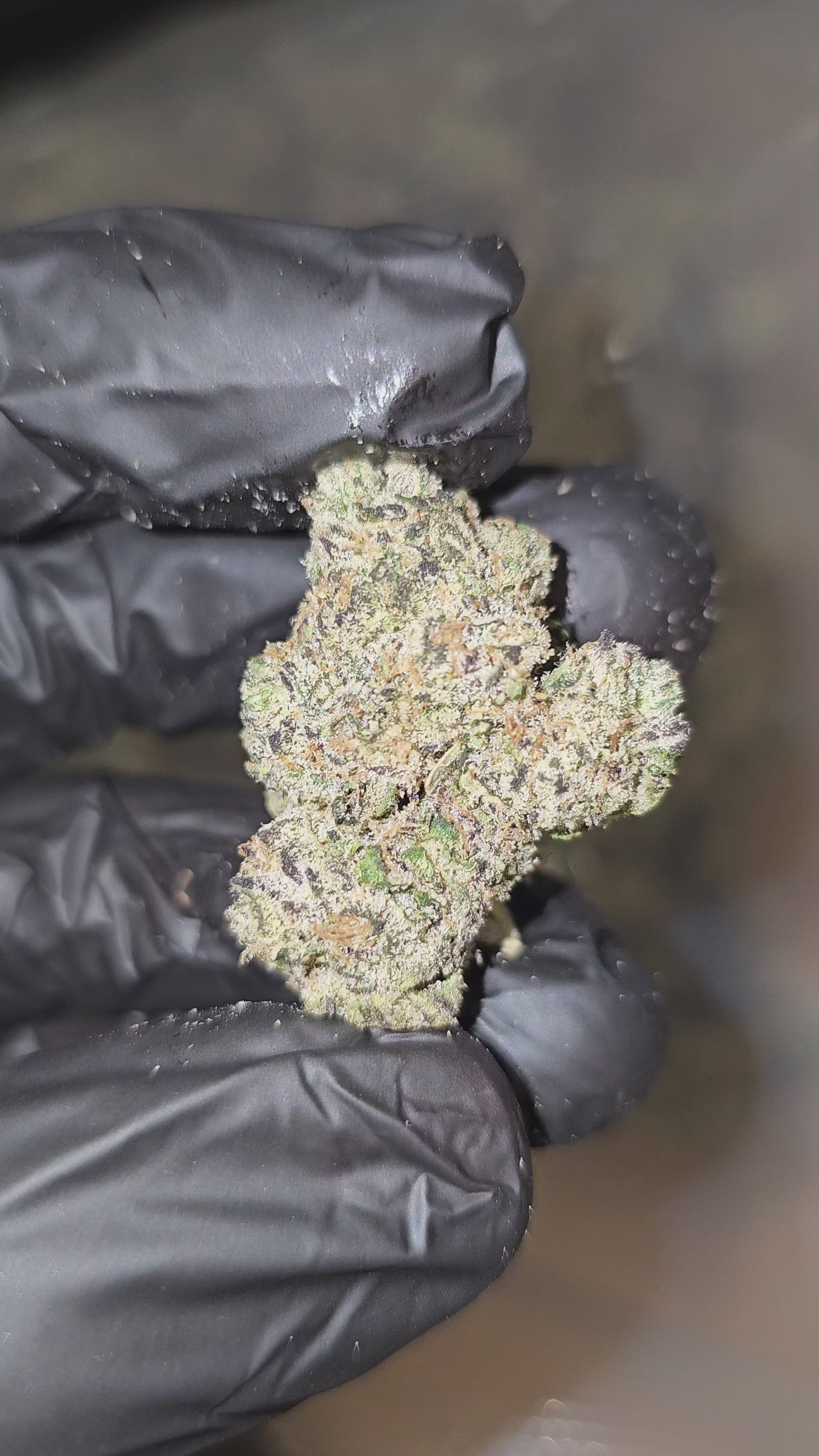 Load video: Rainbow Runtz | Boutique Exotics | Flower | On Sale
