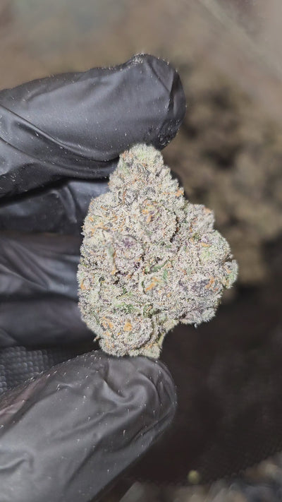 Dat Flavor | First Cut Exotics | Flower | ON SALE