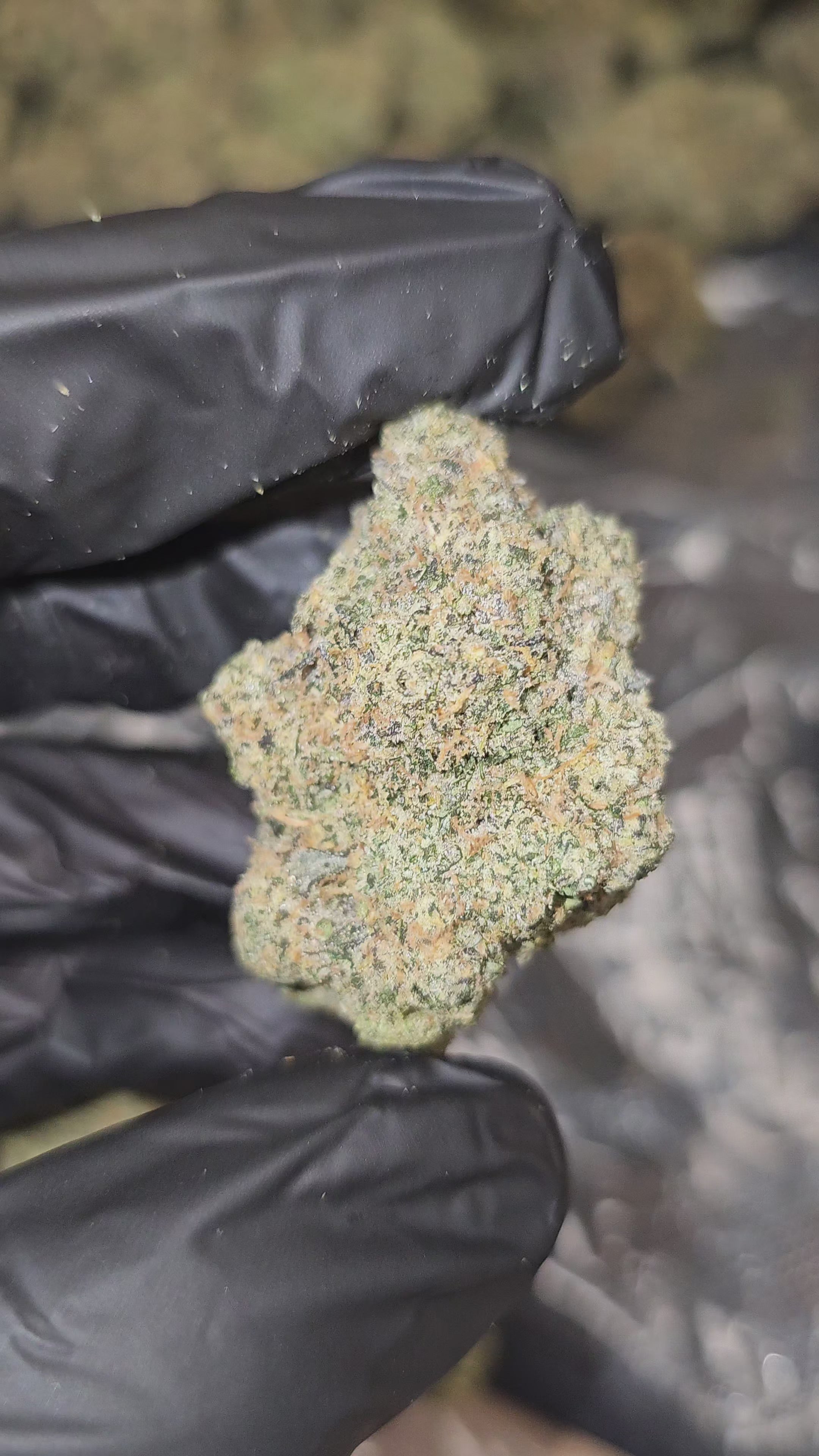 Boss Hog | Boutique Exotics | Flower | MEMBERS ONLY DEAL