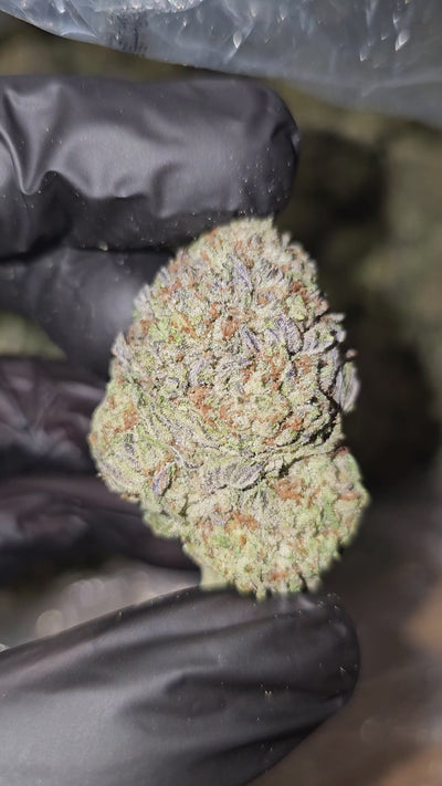 Oreo Blizzard | Top Shelf | 29% | Flower