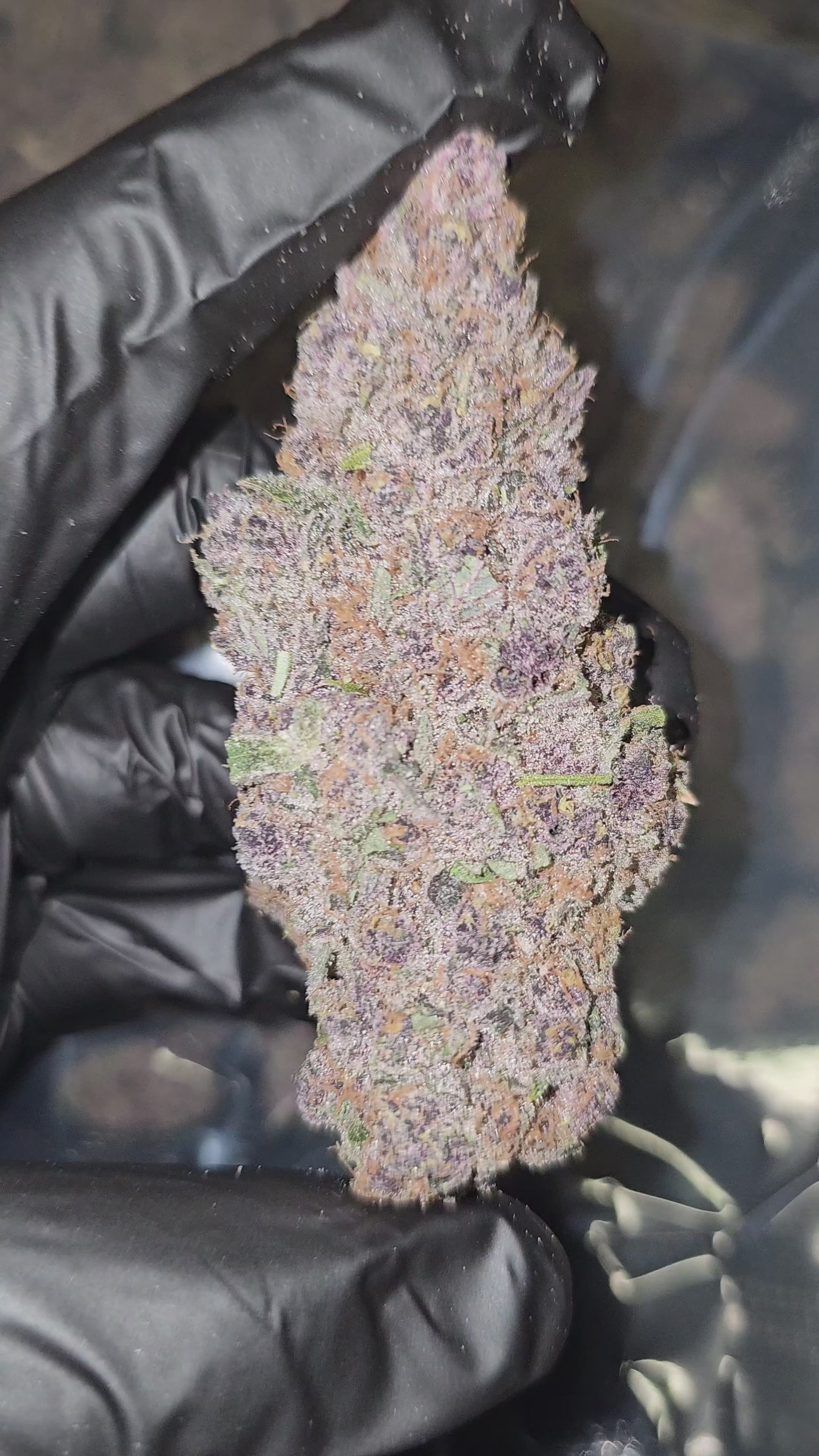 Secret Weapon | First Cut Exotics | Flower