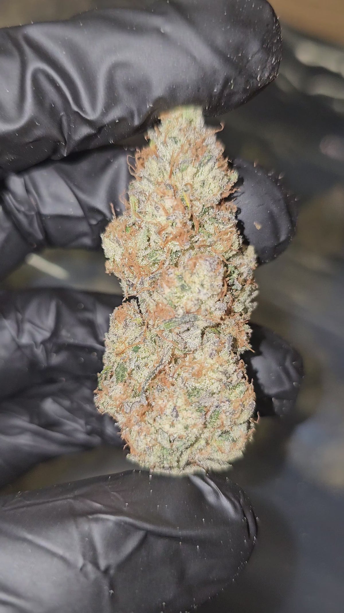 Zkittles Cake | Boutique Exotics Flower | 35%