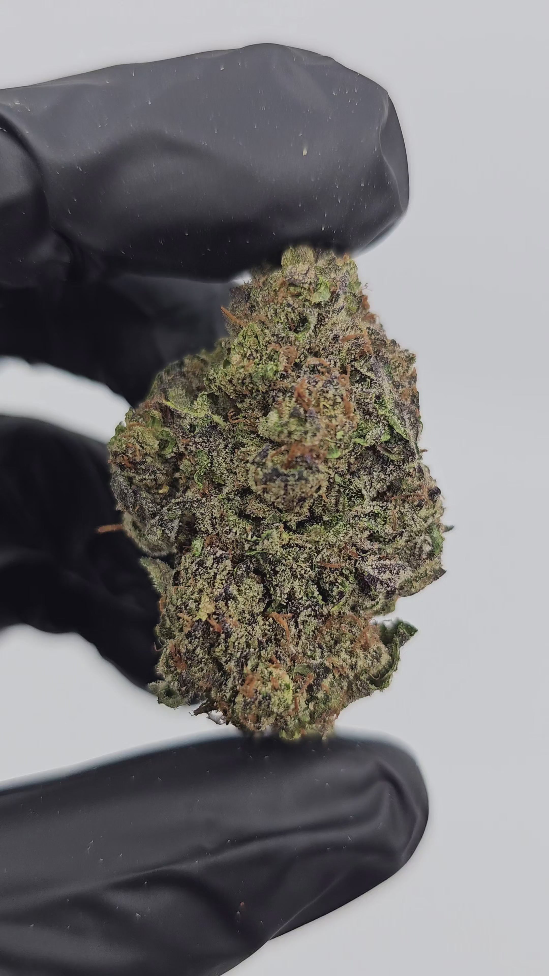 Supreme Gelato | Boutique Exotics Flower | On Sale