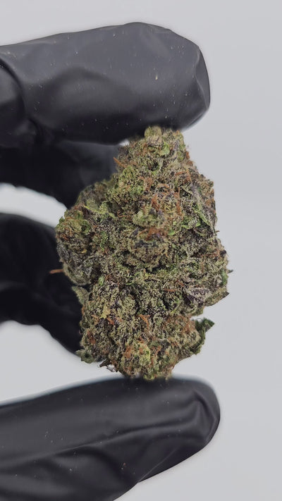 Supreme Gelato | Boutique Exotics Flower | On Sale