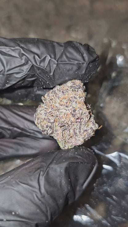 Blueberry Crumble | First Cut Exclusive | Flower