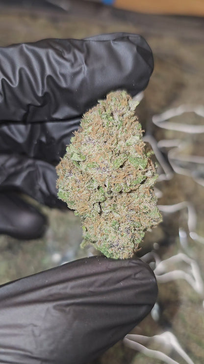 Trop Cherry x Sour Diesel | Top Shelf | Flower | ON SALE