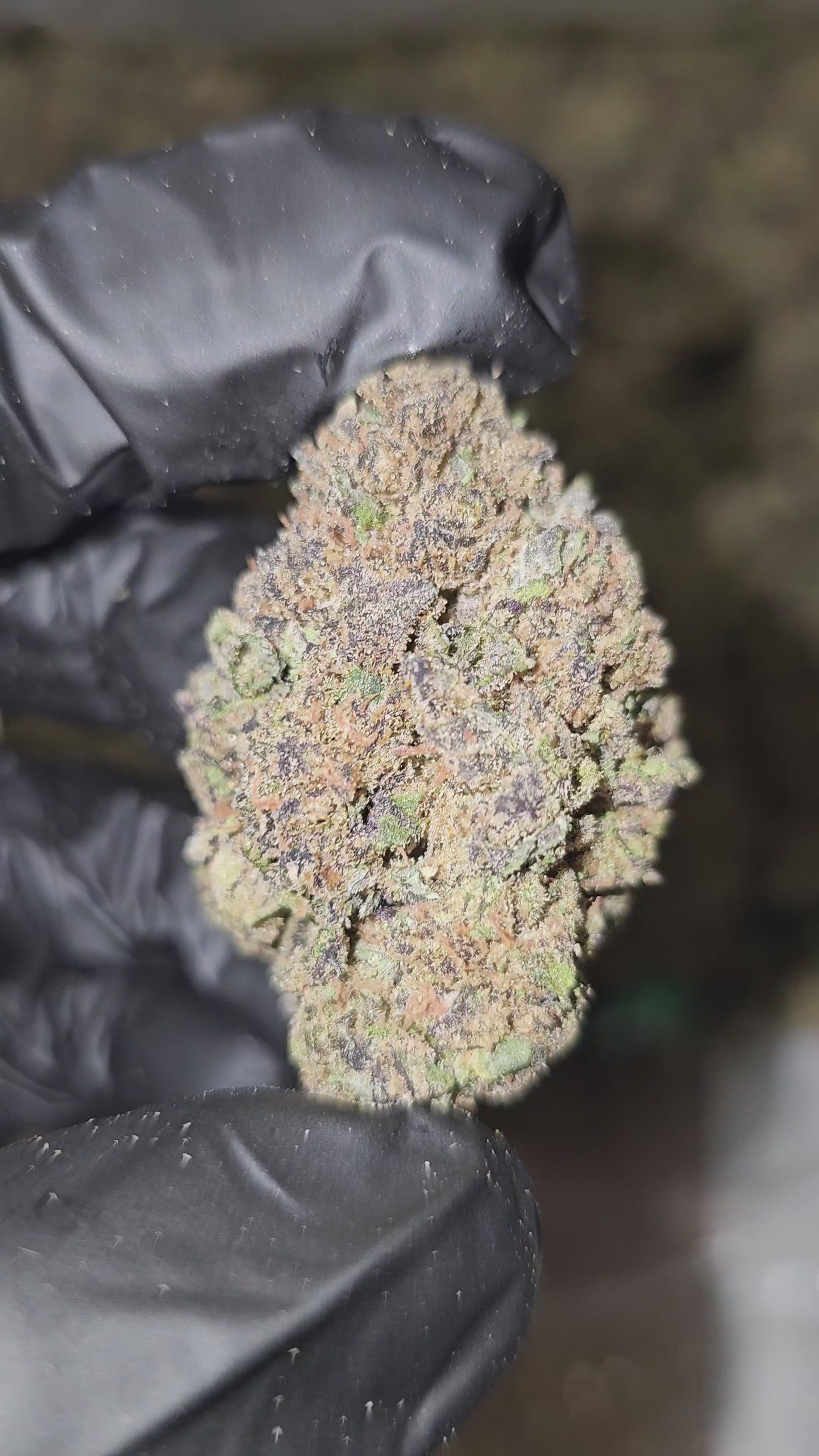 Grape Gushers | Top Shelf | 31% | Flower