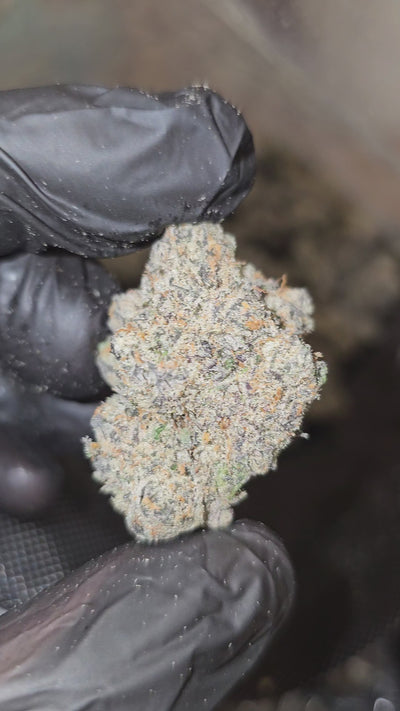 Dat Flavor | First Cut Exotics | Flower | ON SALE