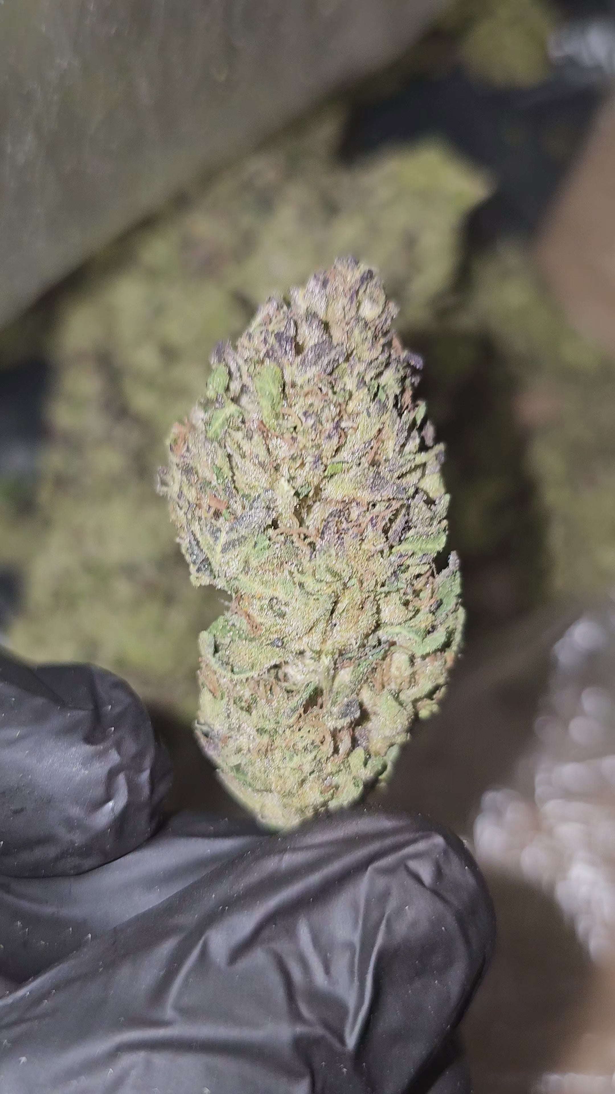 Sour Band | (Sour Diesel x Headband) | Top Shelf | Flower