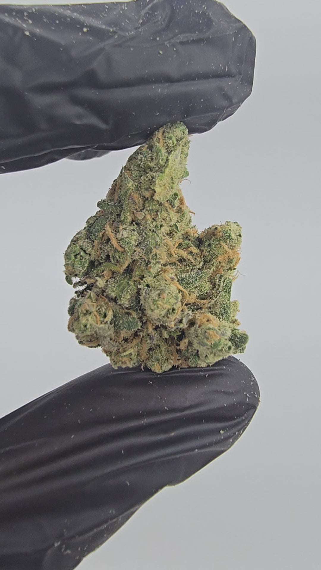 Blue Dream | Boutique Tier | Flower