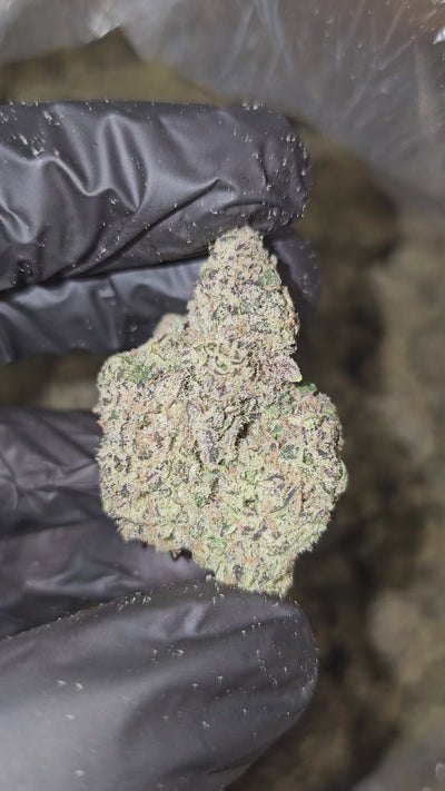 Blueberry Soda | First Cut Exotics | Flower