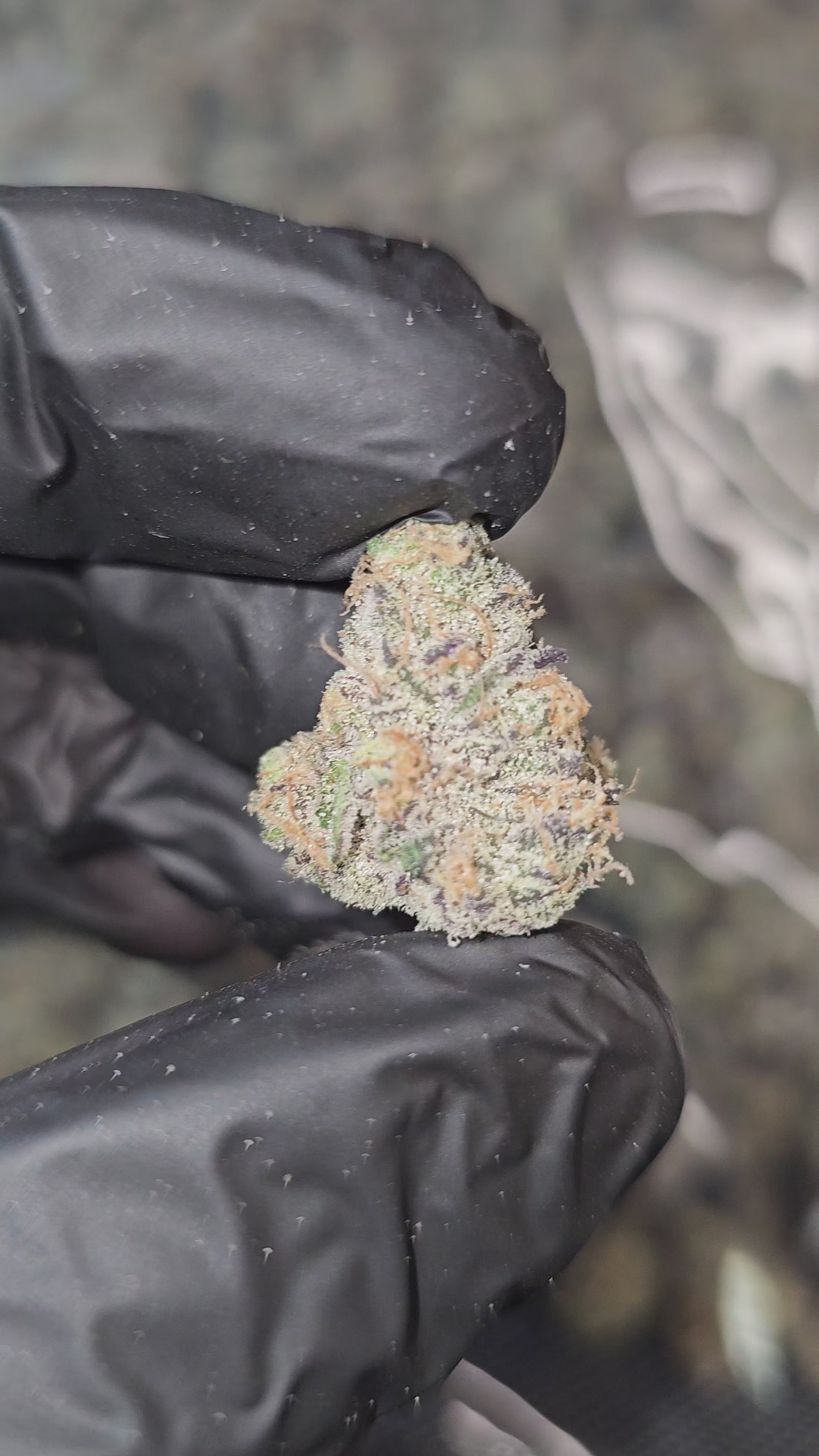Load video: Dante Inferno | "Medium Buds" | First Cut Exotics | Flower | ON SALE