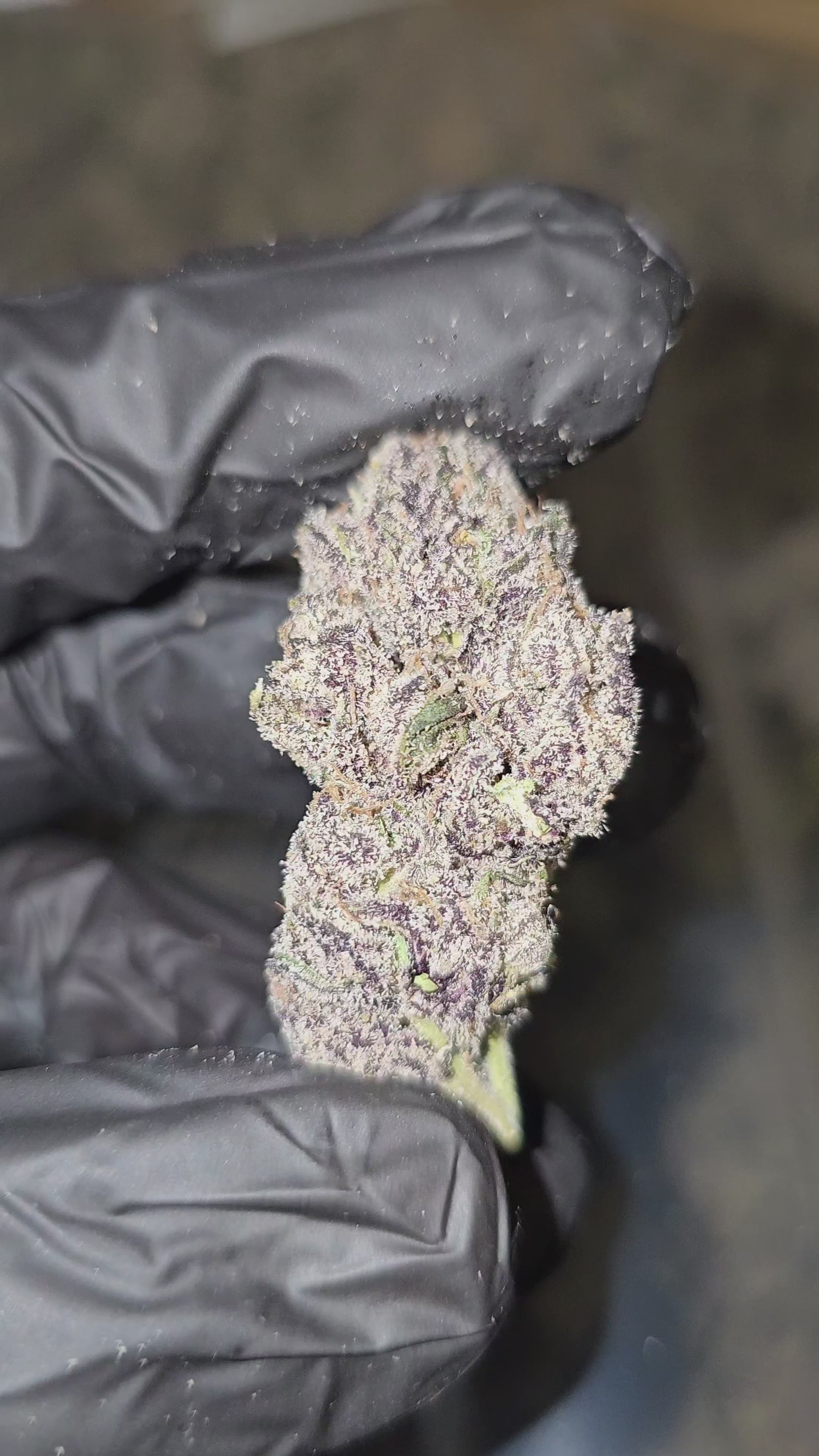 Gelato | First Cut Exotics | Flower