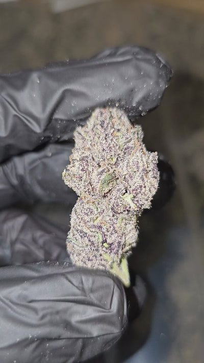 Gelato | First Cut Exotics | Flower